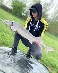 Sturgeon