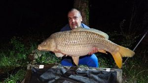 Common Carp
