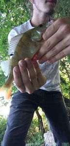 European Perch