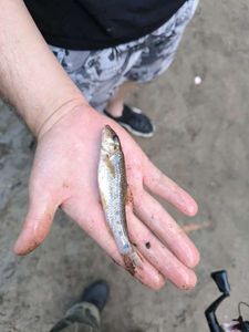 Chub
