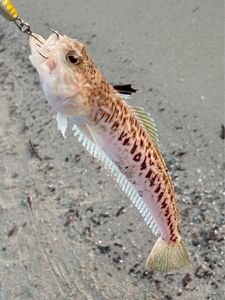 Greater Weever
