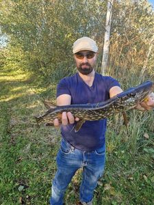 Northern Pike