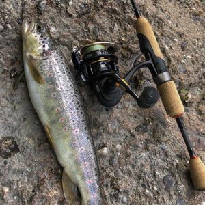 Brown Trout