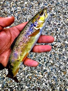 Brown Trout