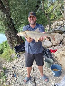 Barbel