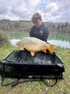 Common Carp