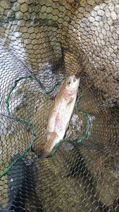 Rainbow Trout