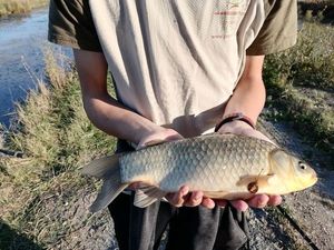 Crucian Carp