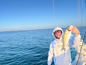 European Bass (Seabass)