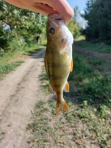European Perch