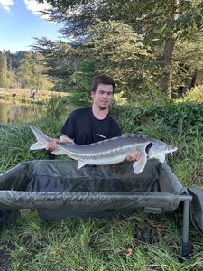 Sturgeon