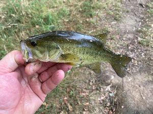 Largemouth Bass
