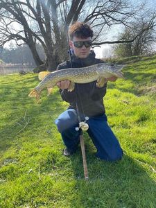 Northern Pike