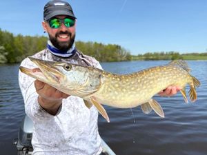 Northern Pike