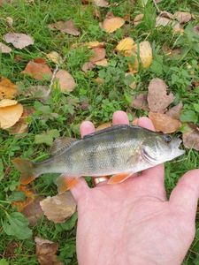 European Perch