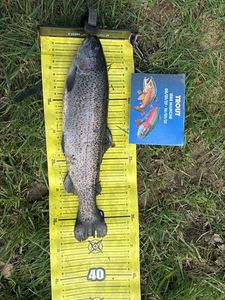 Rainbow Trout