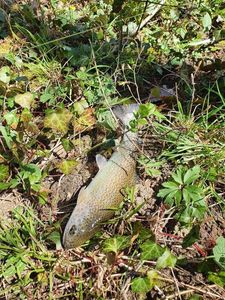Rainbow Trout