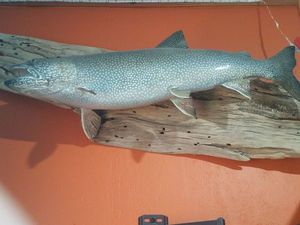 Lake Trout