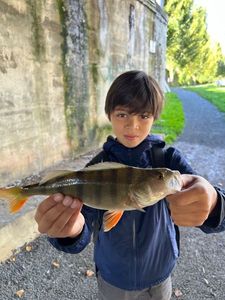 European Perch