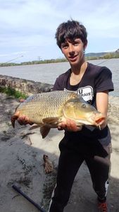 Common Carp