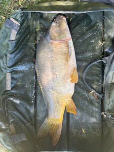 Leather Carp