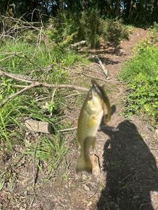 Largemouth Bass
