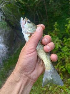 Largemouth Bass