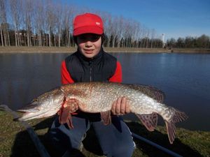 Northern Pike