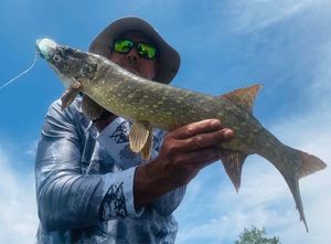 Northern Pike