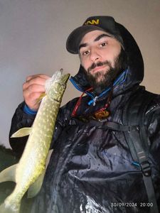 Northern Pike