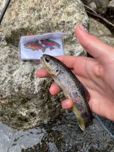 Brown Trout