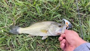 Largemouth Bass