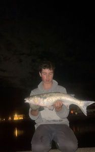 Thicklip Grey Mullet