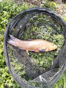 Tench