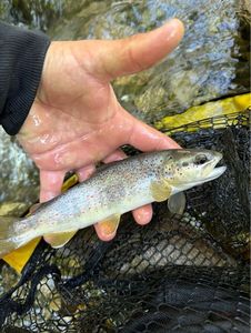 Brown Trout