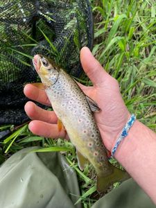 Brown Trout