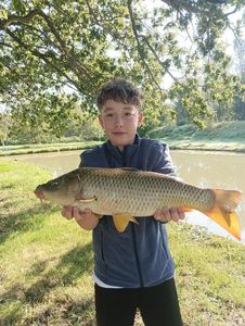 Common Carp