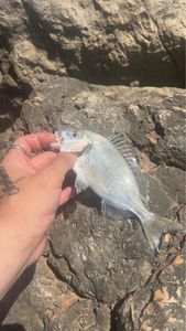 Gilthead Seabream