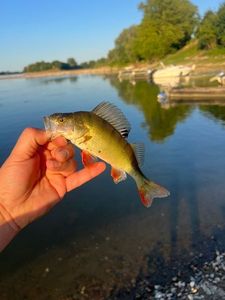 European Perch