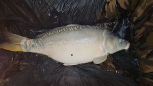 Mirror Carp
