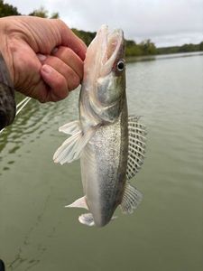 Zander
