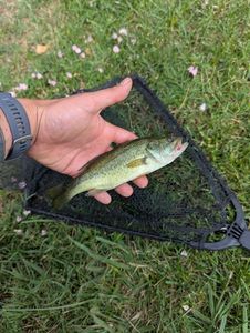Largemouth Bass