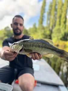 Largemouth Bass