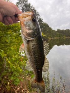 Largemouth Bass