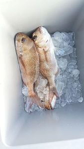 Red Snapper