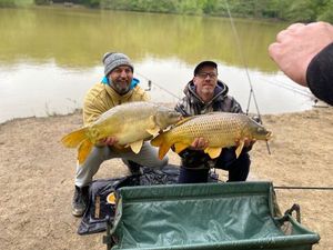 Common Carp