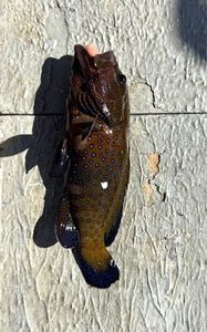 Bluespotted seabass