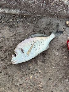 Gilthead Seabream