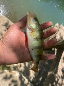European Perch