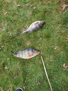 European Perch